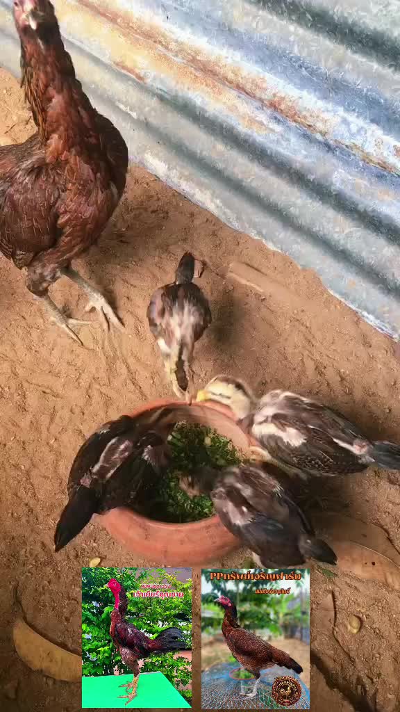 @karandeechoram