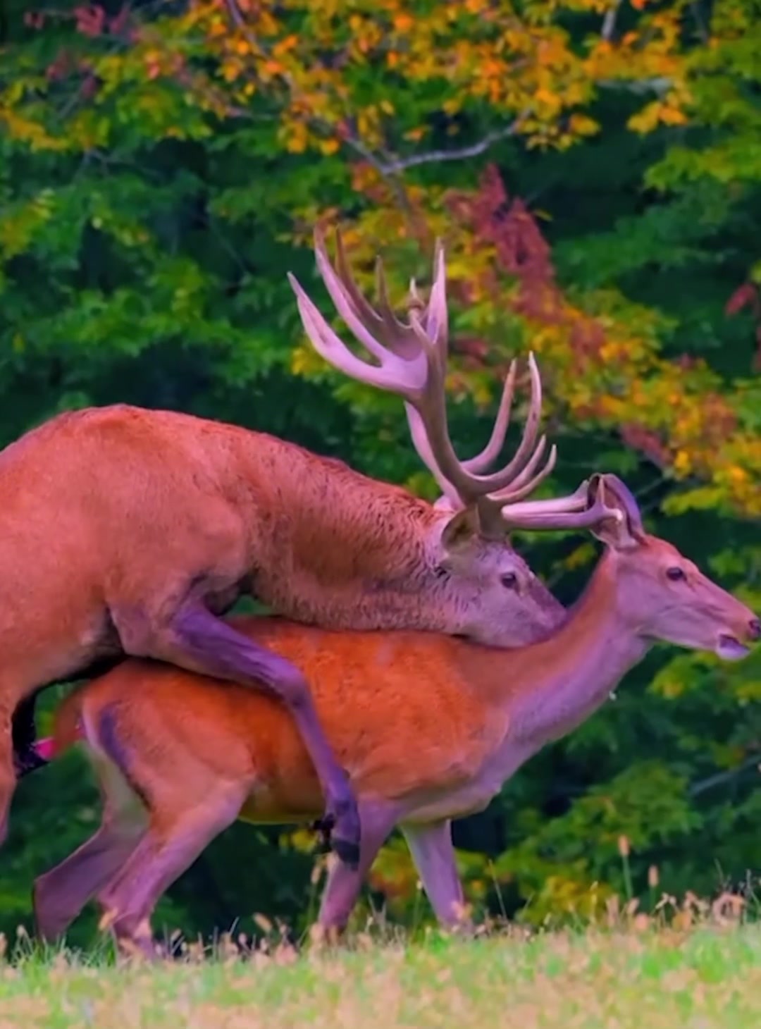 @look animals