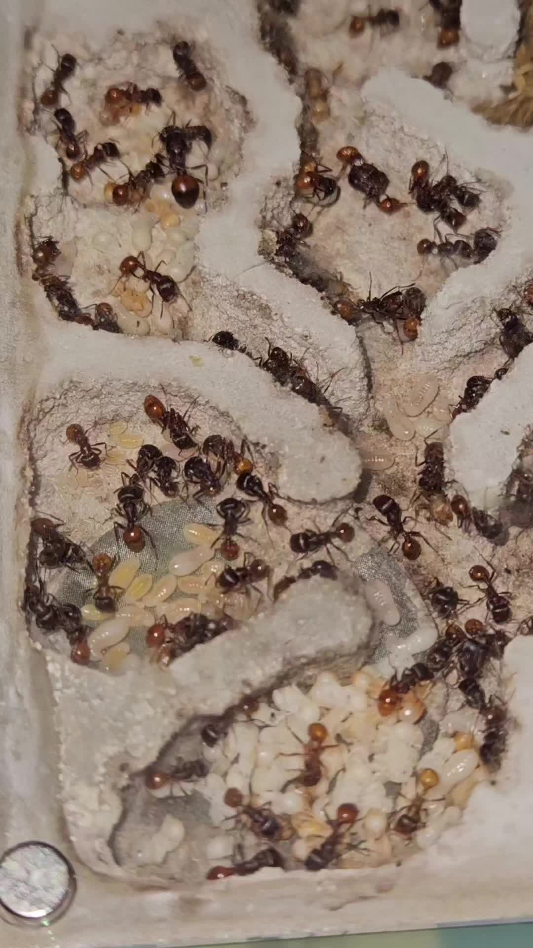 @Aaron's Ants