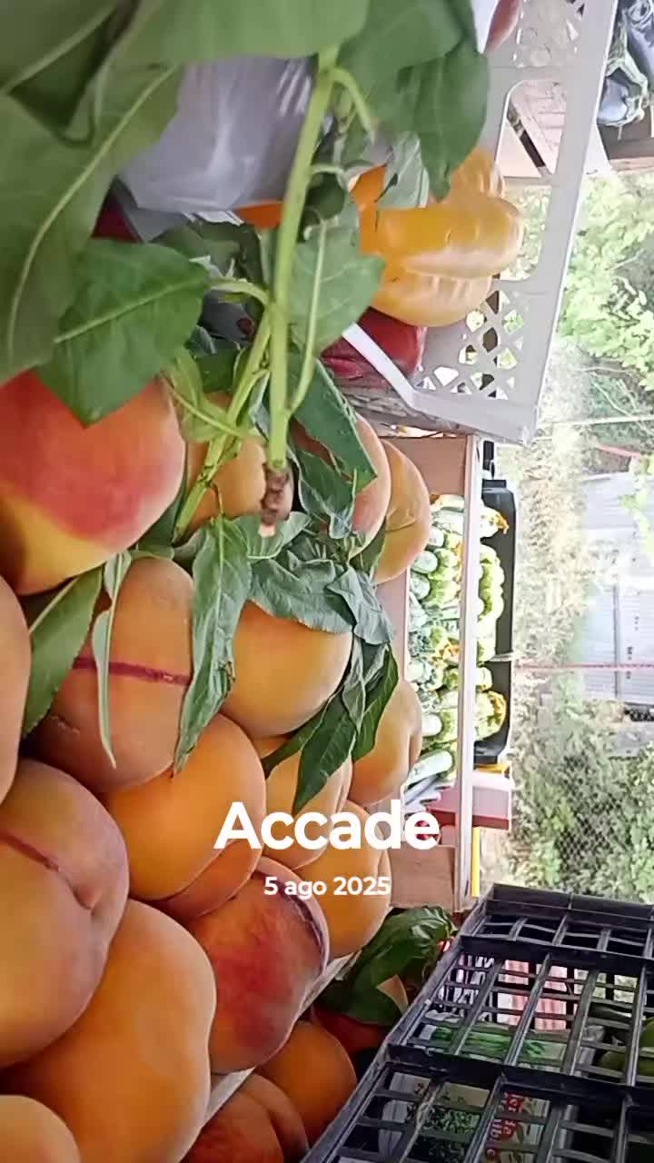 @Paolosavanelli0