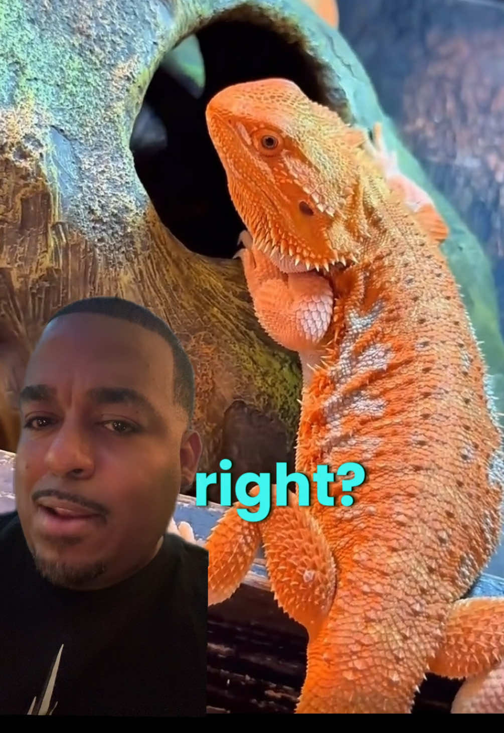@🐍 Derricks Reptiles 🐍