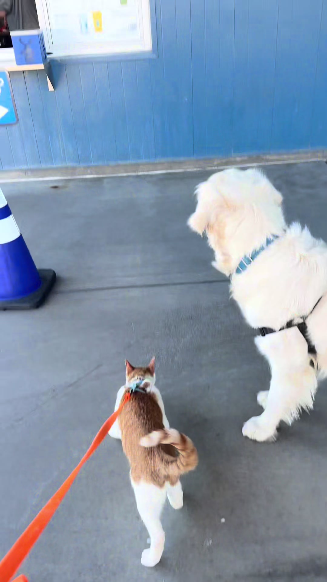 @Therapy Cat Roger & Family