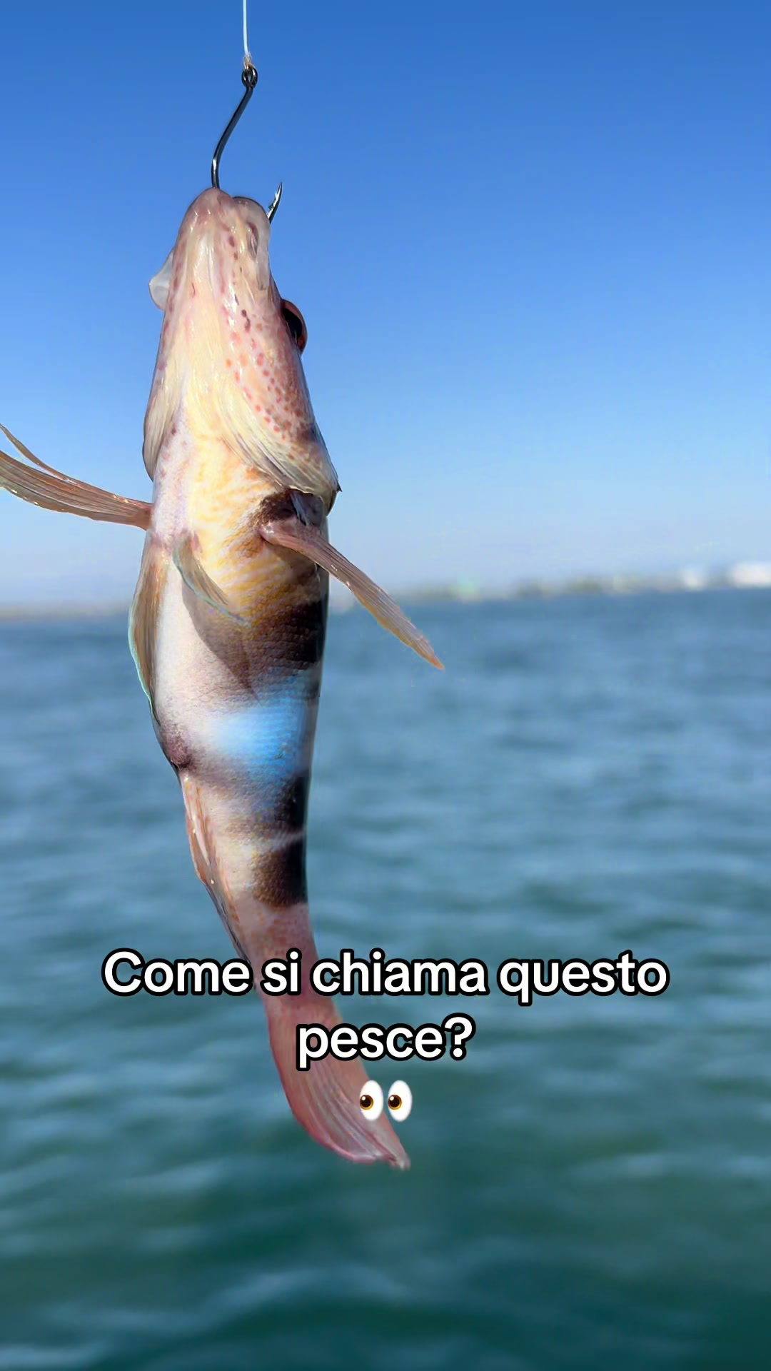 @Manuhill