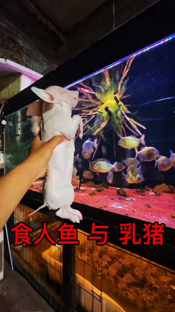 @aquaticbeastkeepe