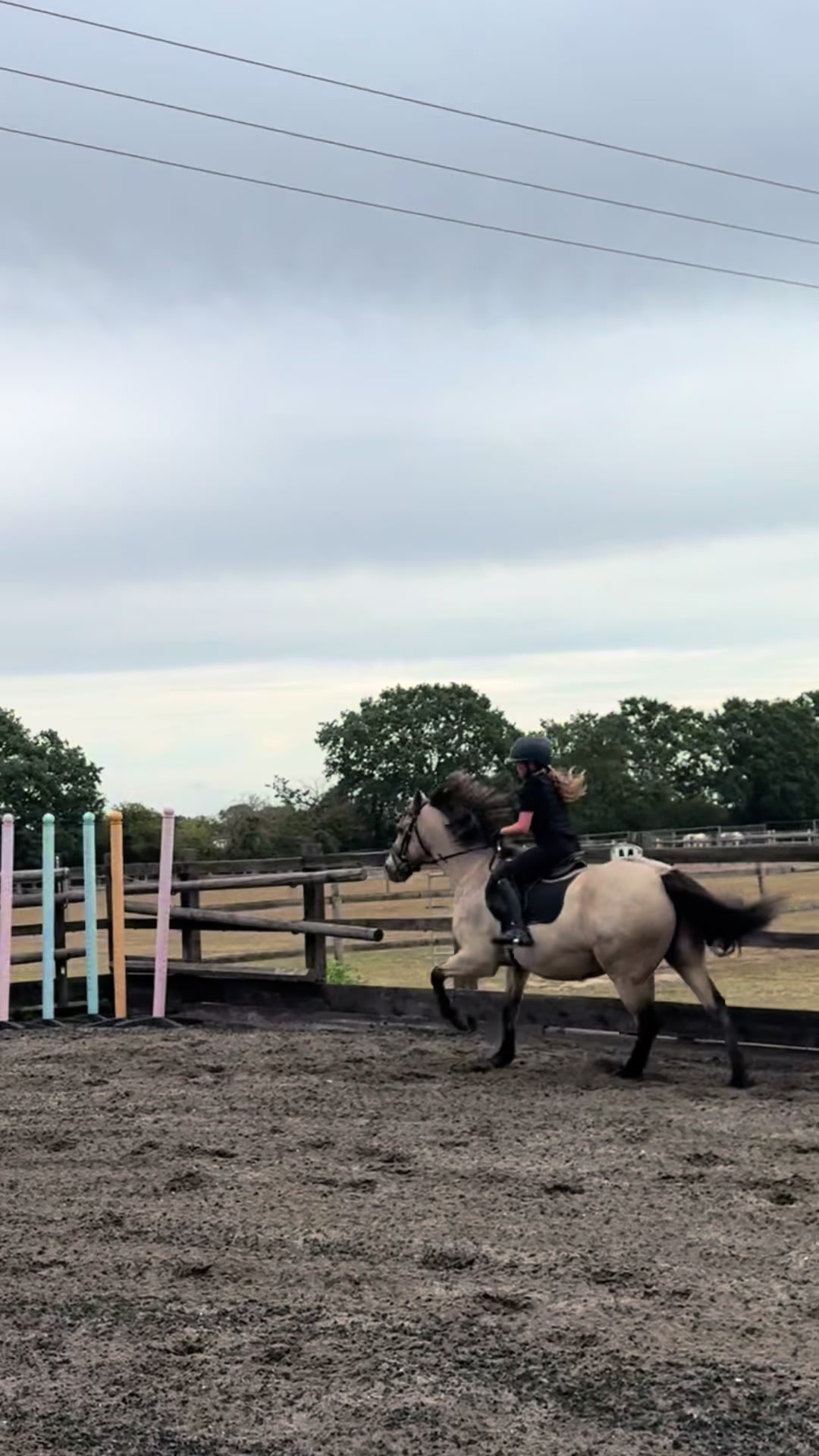 @Bronte&Alfie🍳🤎🐴