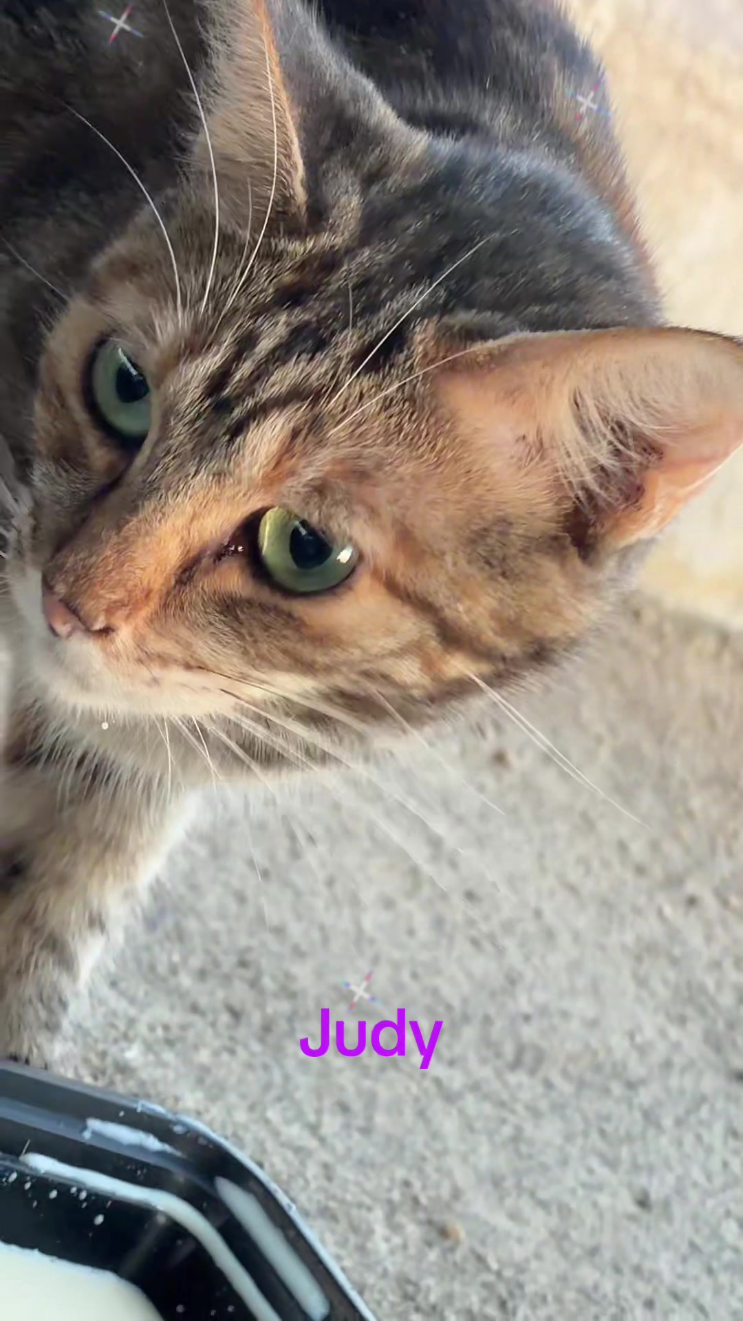 @Amri Gatitos