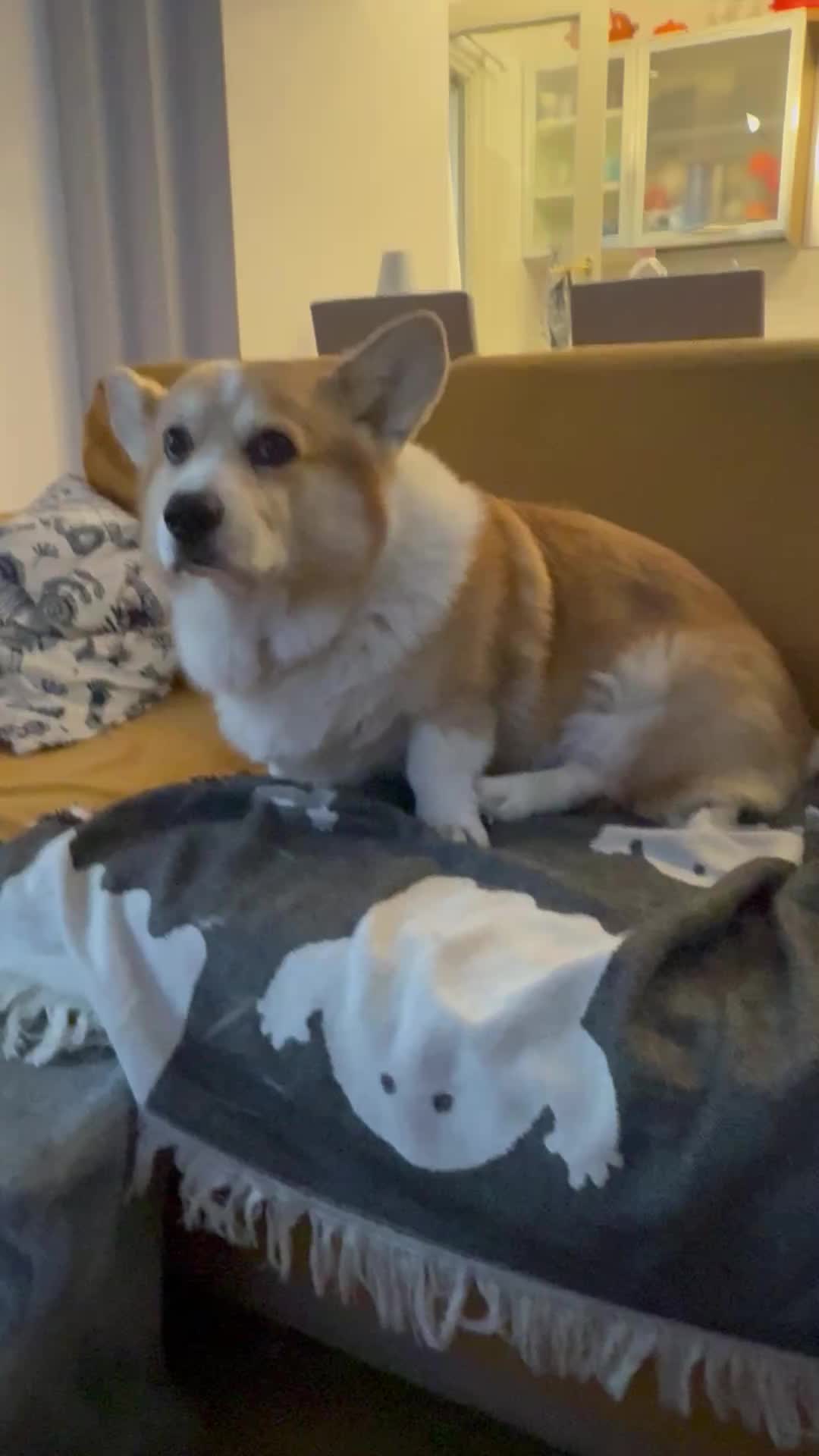 @Cheddar the Corgi