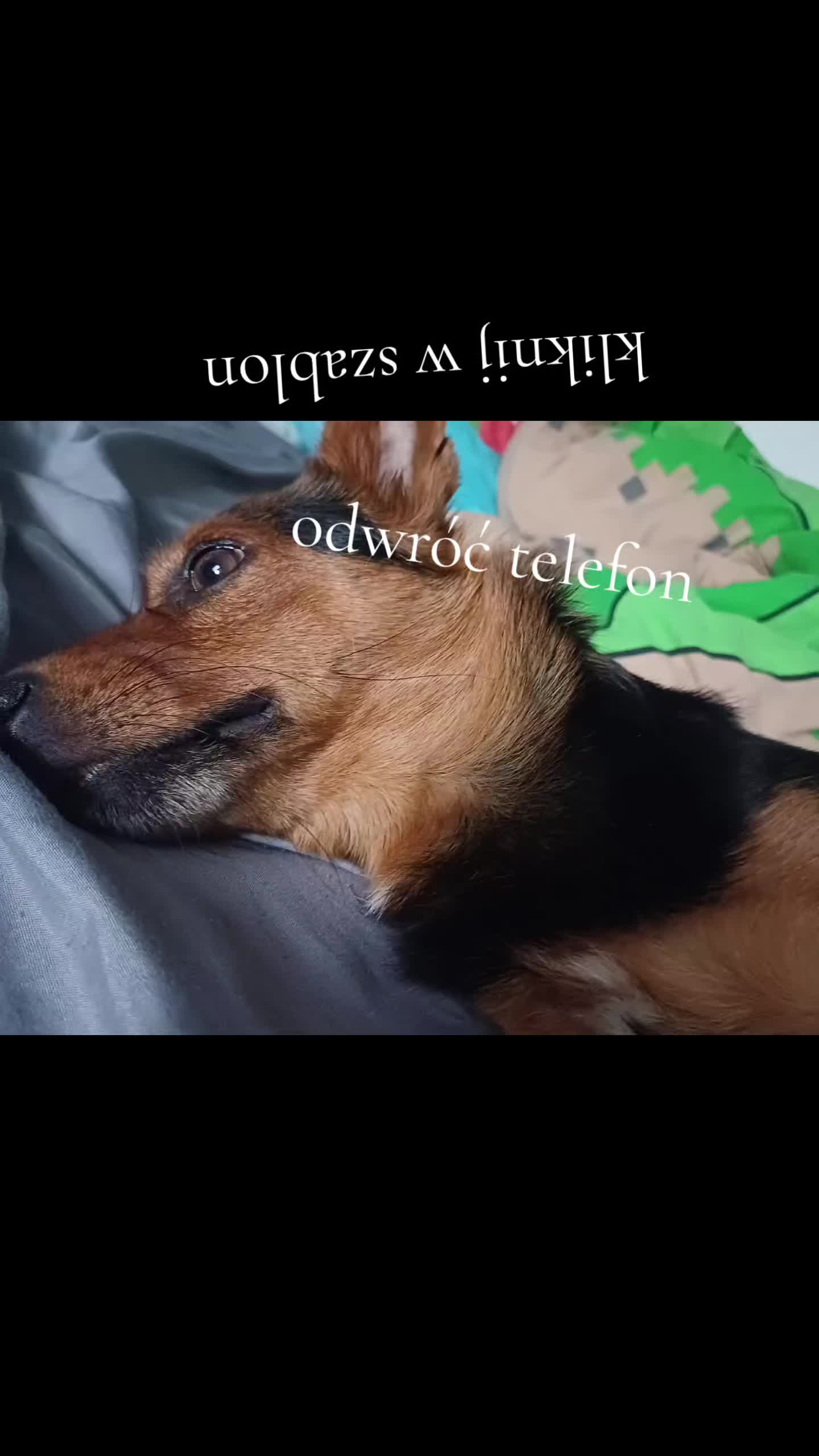 @Papek