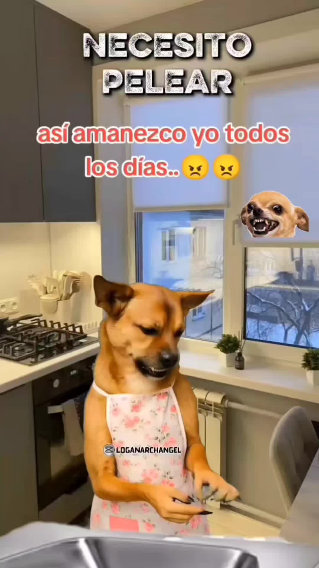 @el panda solitario