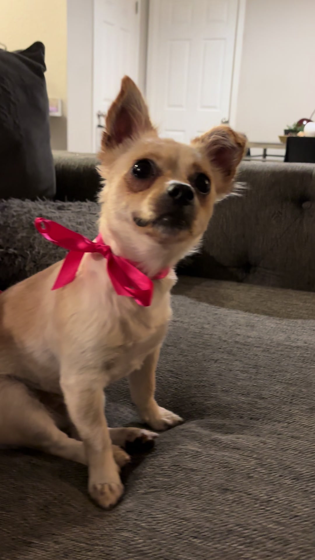 @🐕🐾MayaTheChihuahua🐾🐕