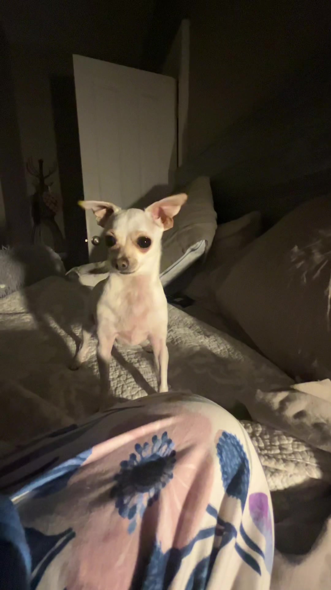 @TBD the Rescue Chihuahua