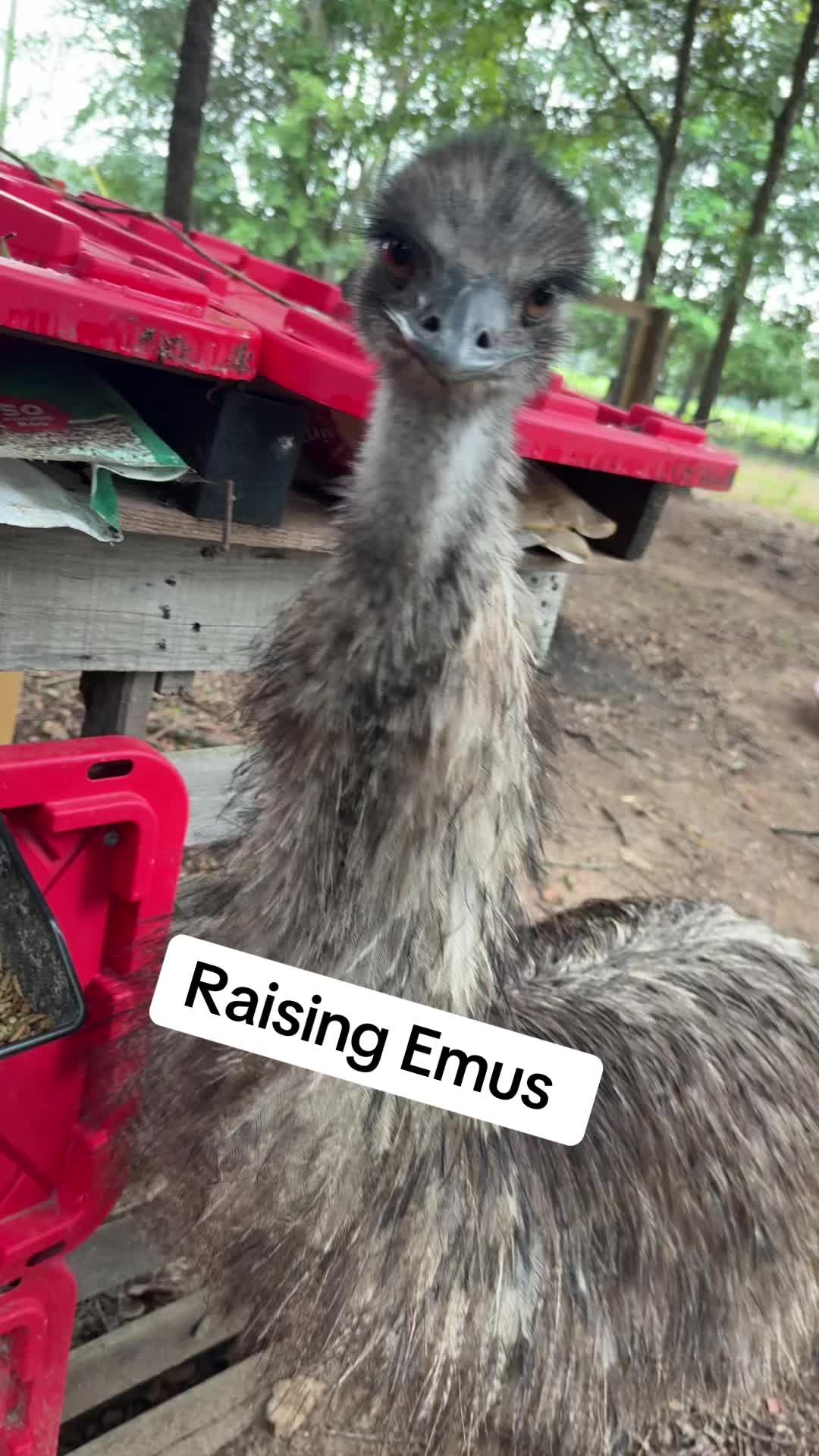 @RastaKountryDream