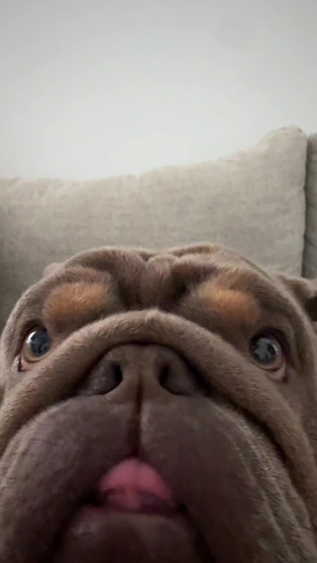 @RawlsTheBulldog