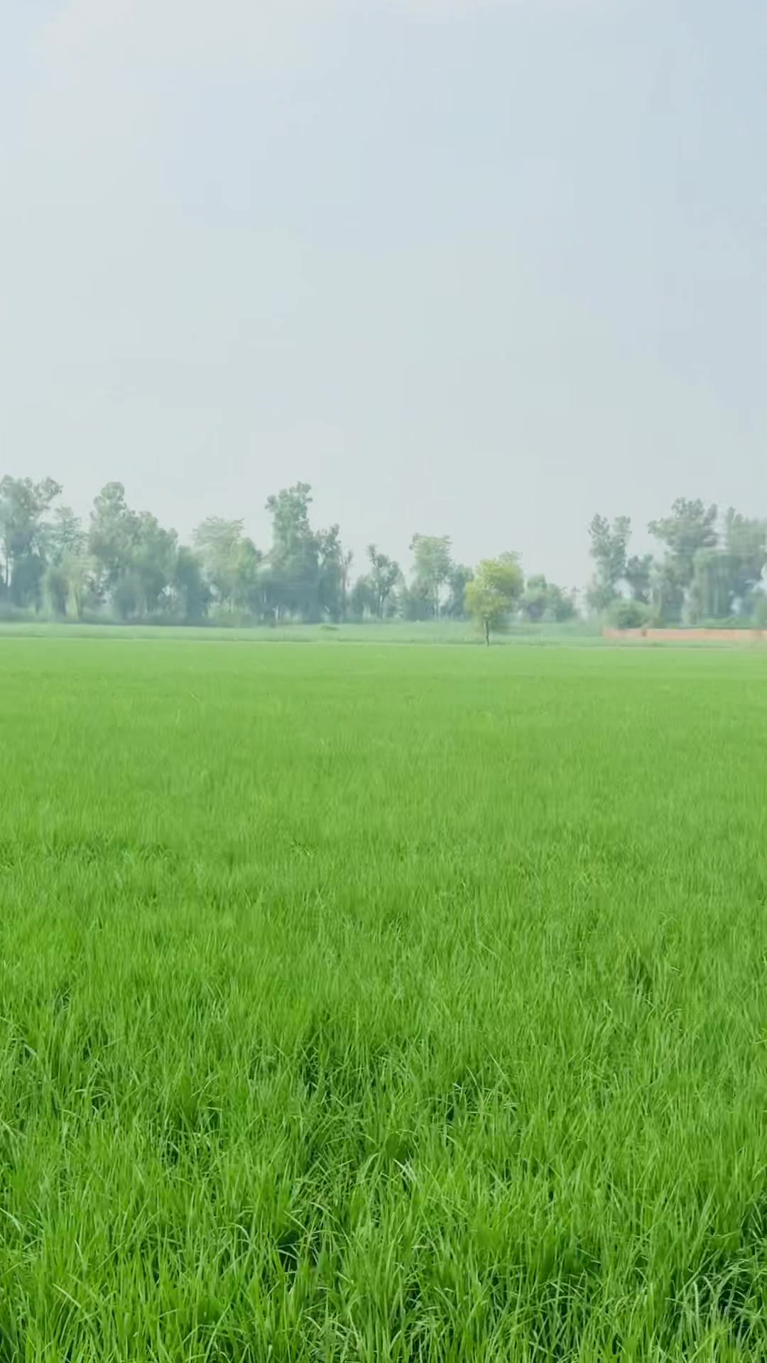 @ChNasrullahDhillon