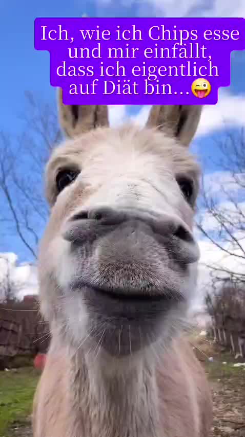 @euliii0