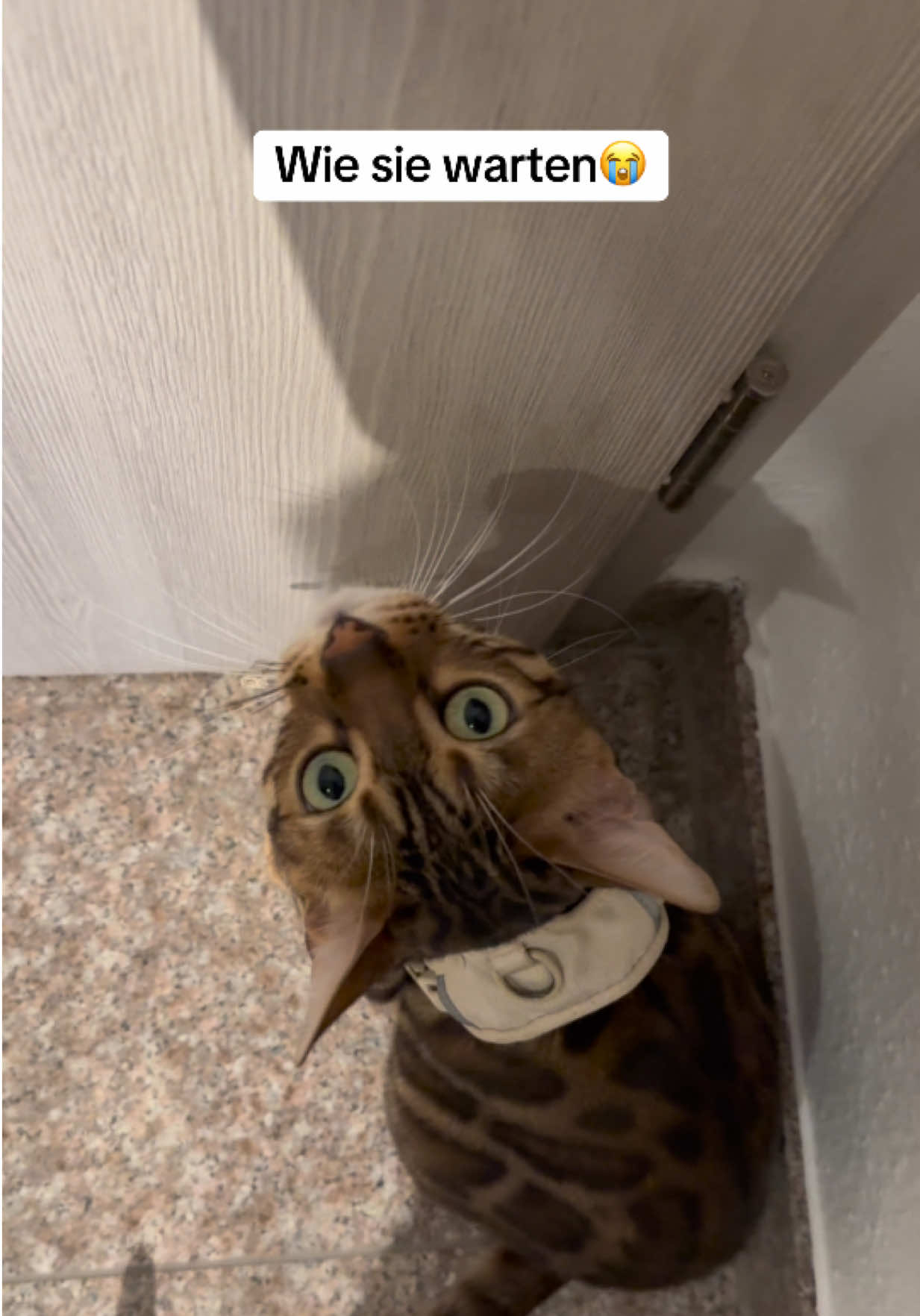 @Cat Mommy 🐆🤎