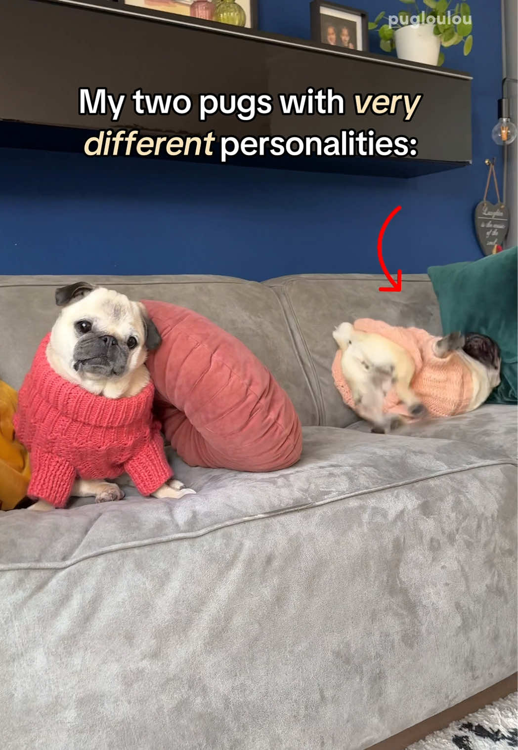 @Loulou the Pug