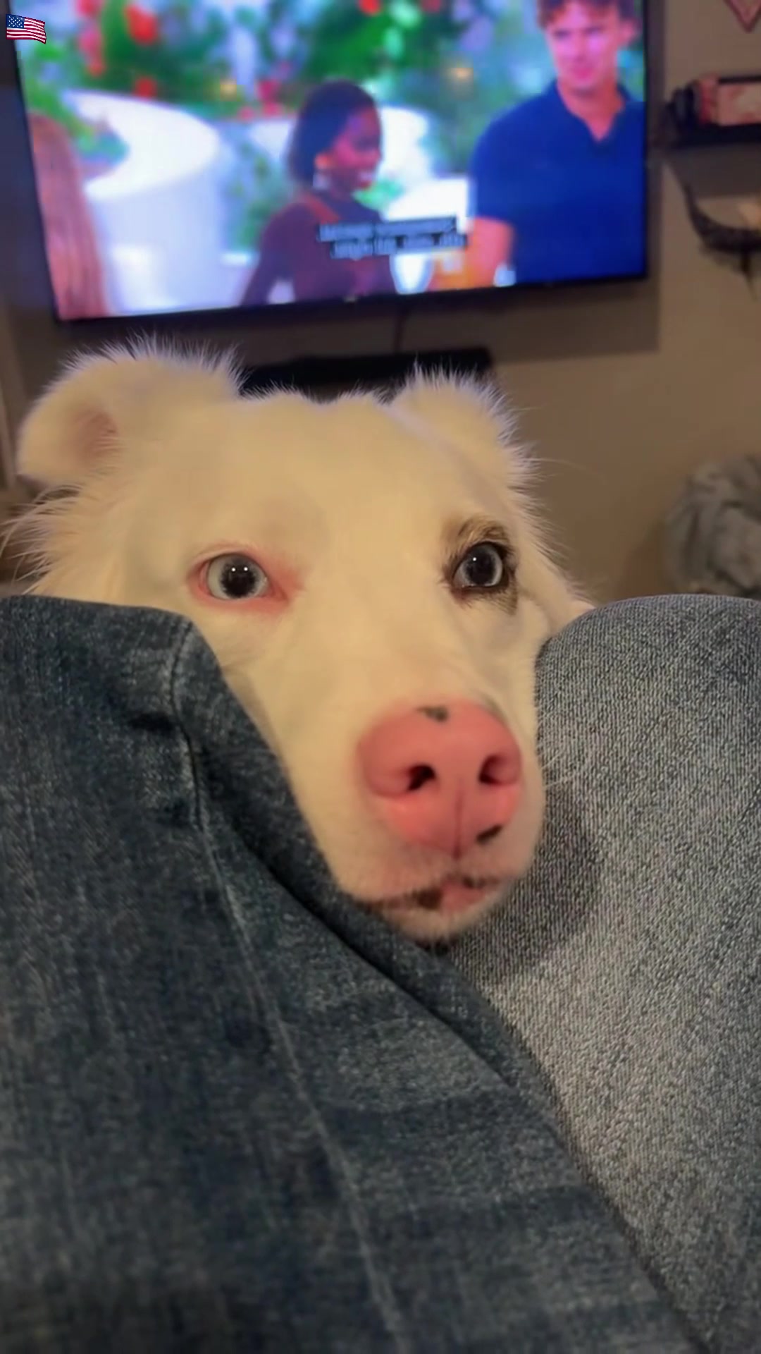 @Funny dogdia80