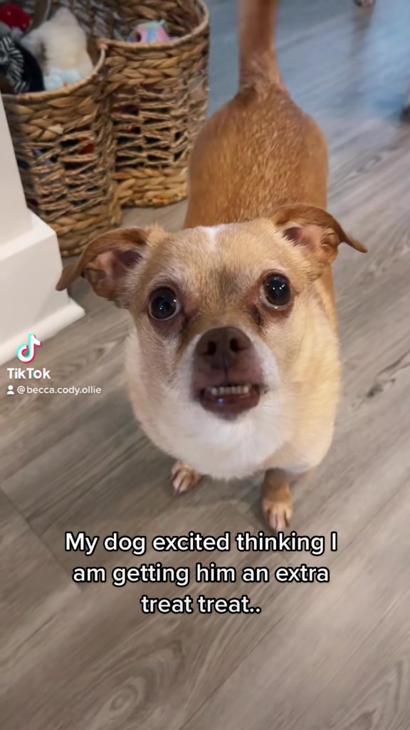 @Cody the Chi & The Spare Ones