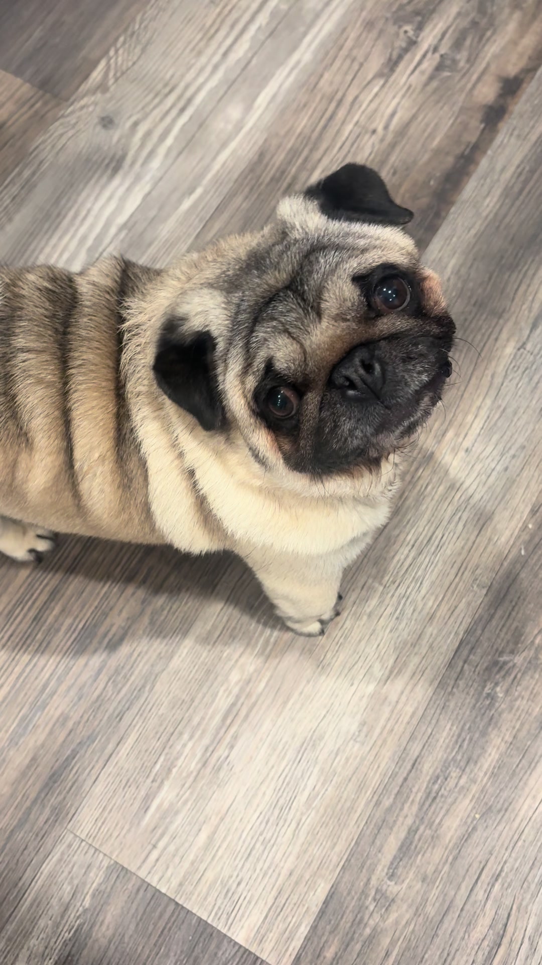 @Rocki the Pug ๐ถ