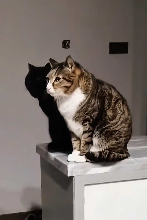 @funnyanimalvideo99