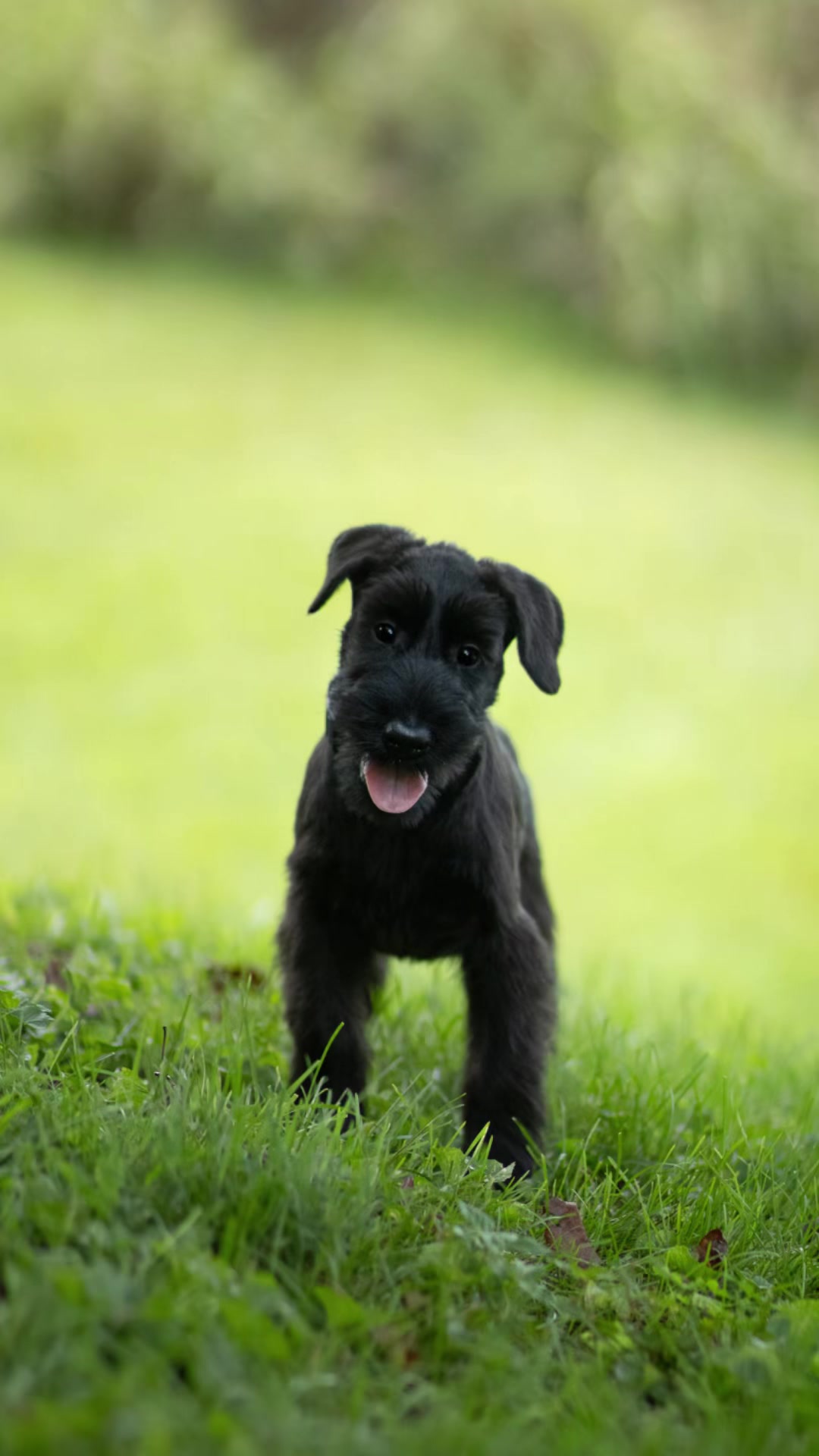 @Protection Dog Sales