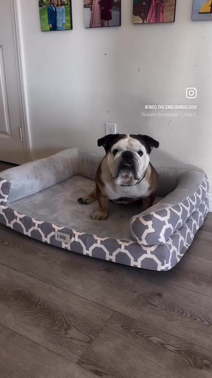 @Taco 🐶🧿