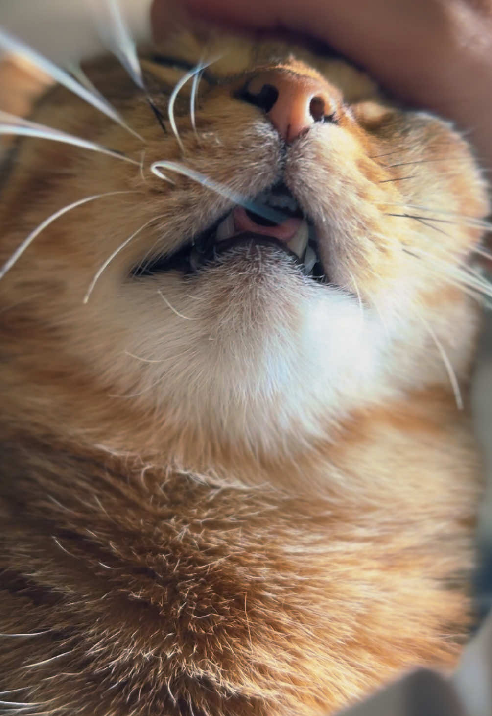 @Life with Kokoro the cat
