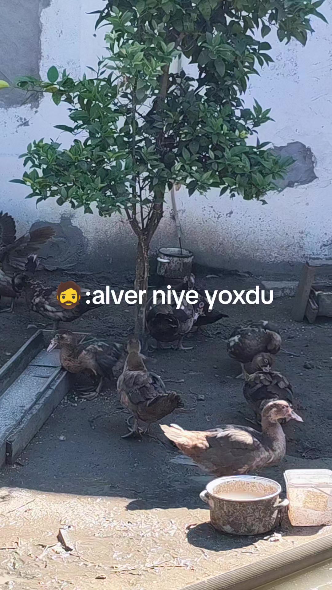 @MAŞTAĞA_QUŞCULUĞ