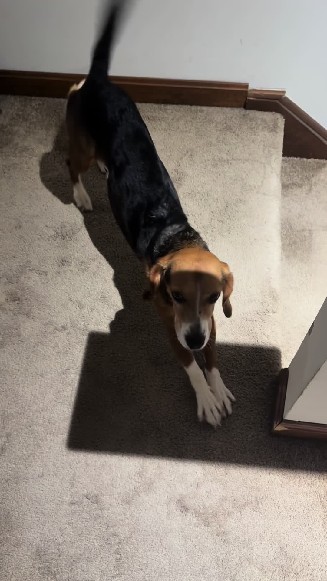 @ThatBeagleGus