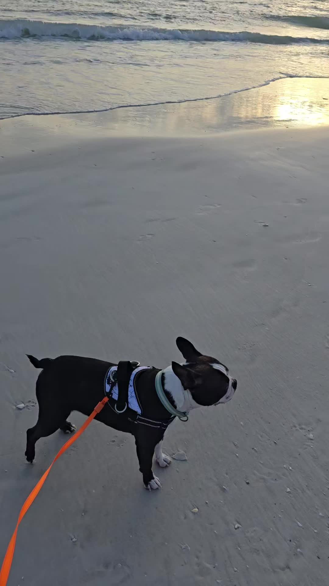 @Sir Leo the Terrier