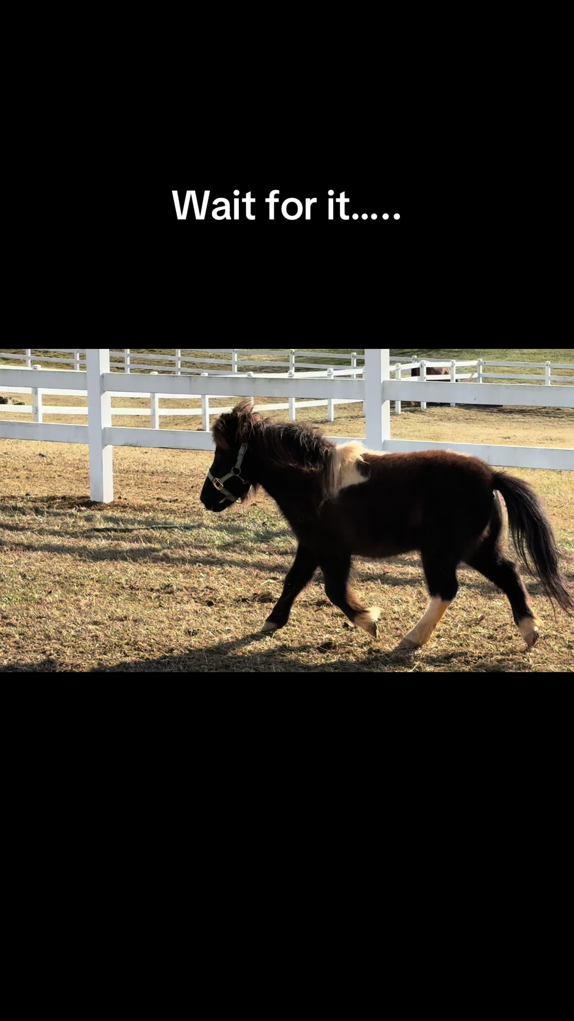 @Horses TikTok