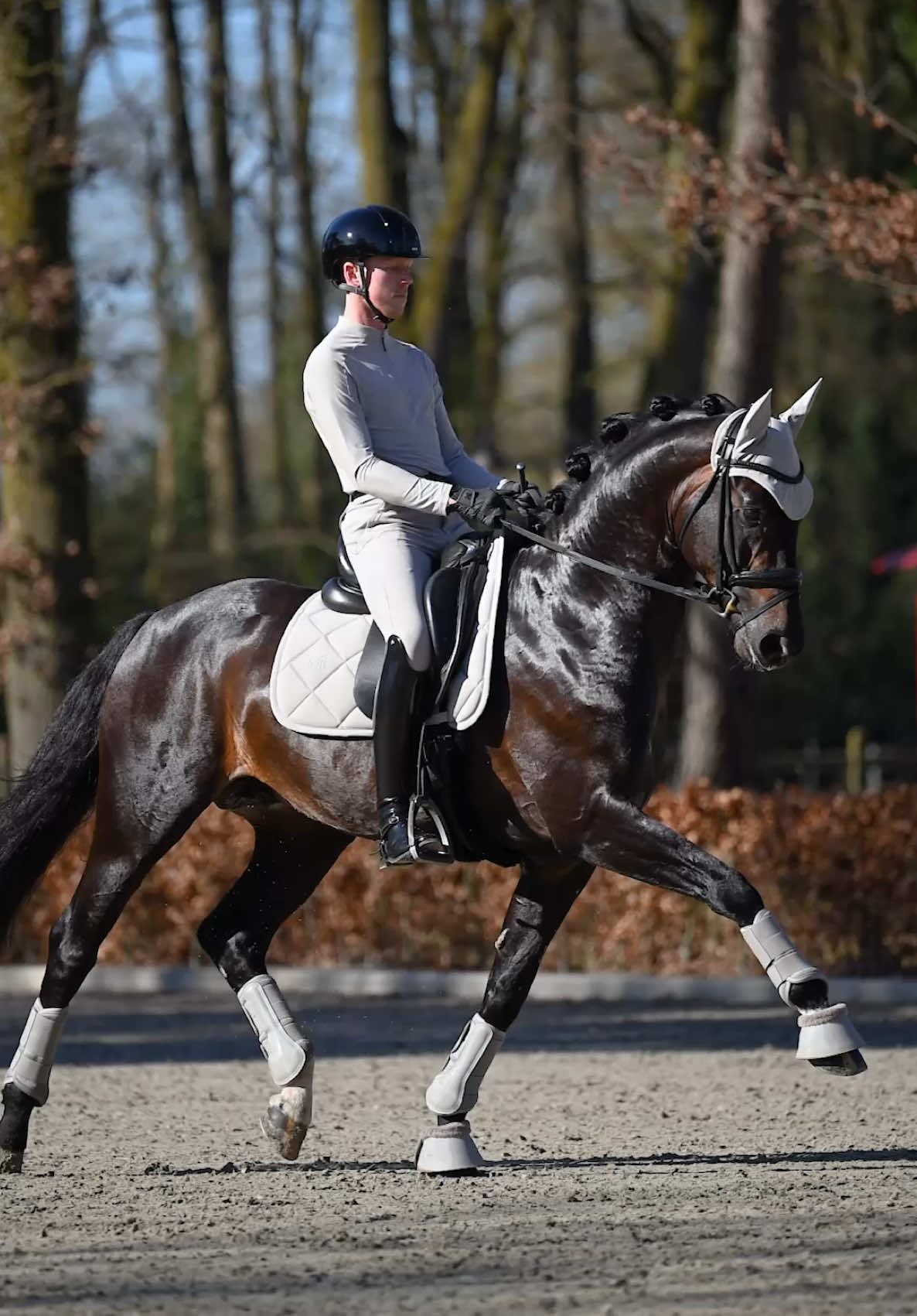 @Maximilian Equestrian
