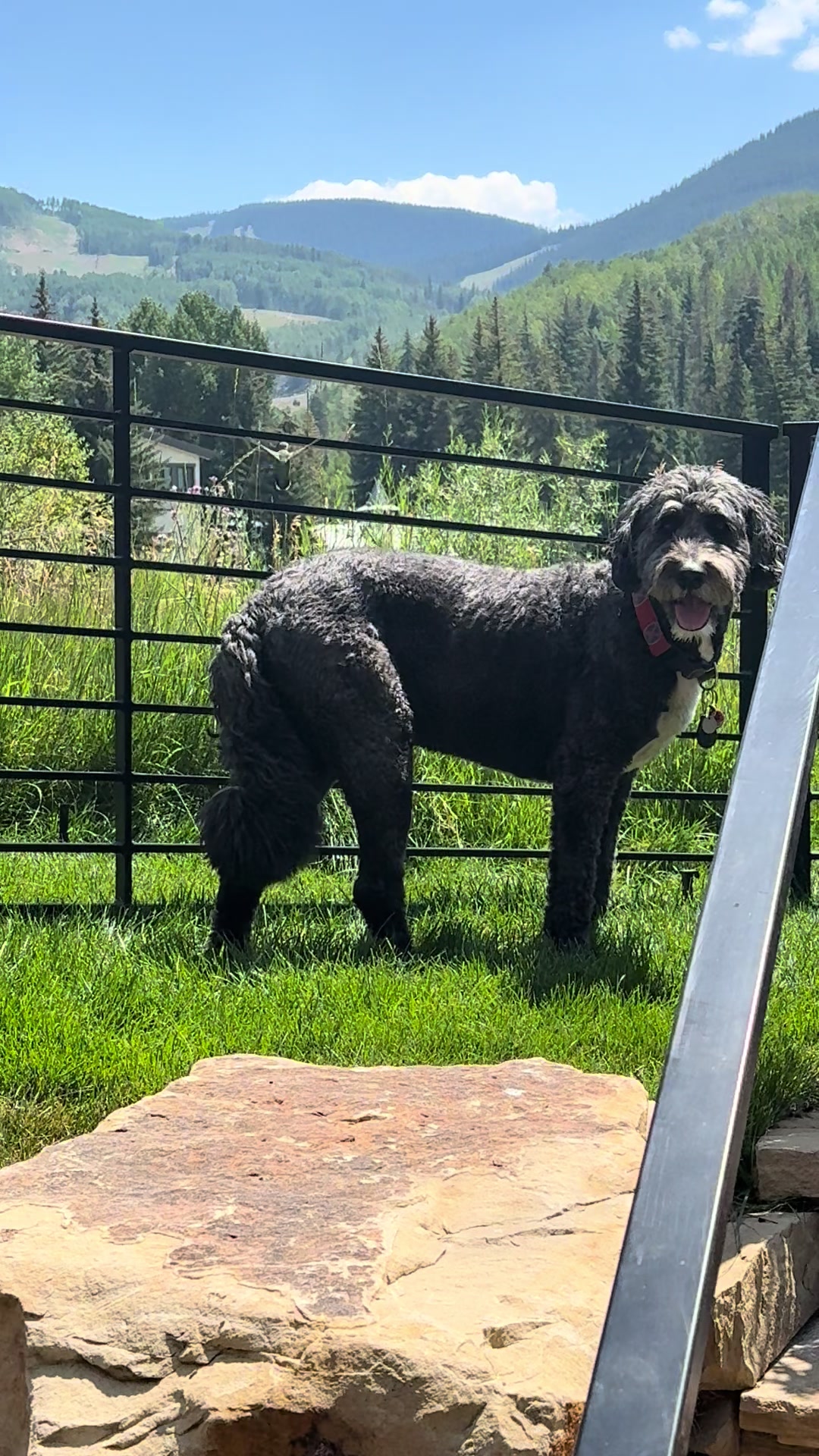 @Bernedoodlemama