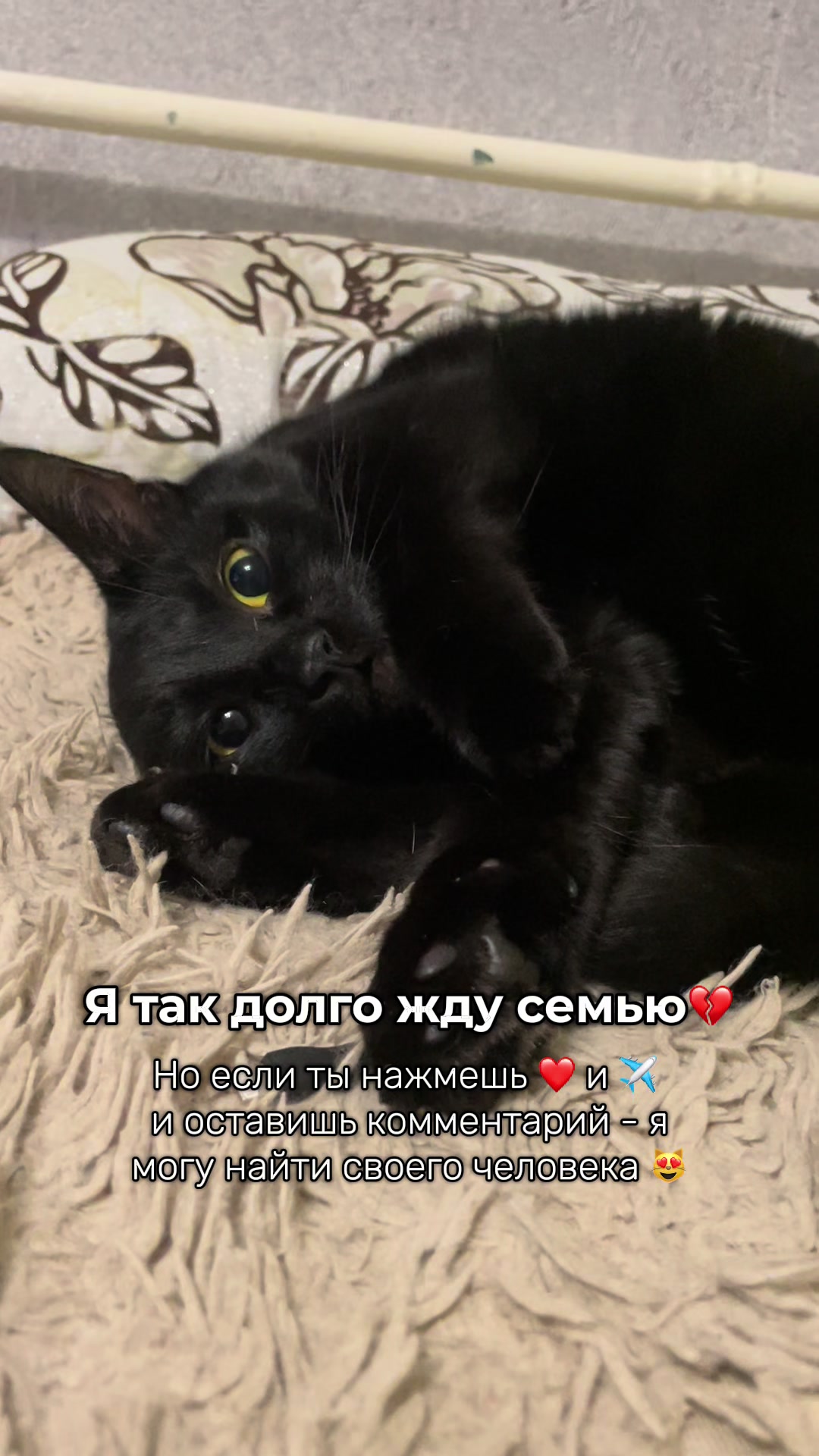 @Оля & Co🐈⬛🐈