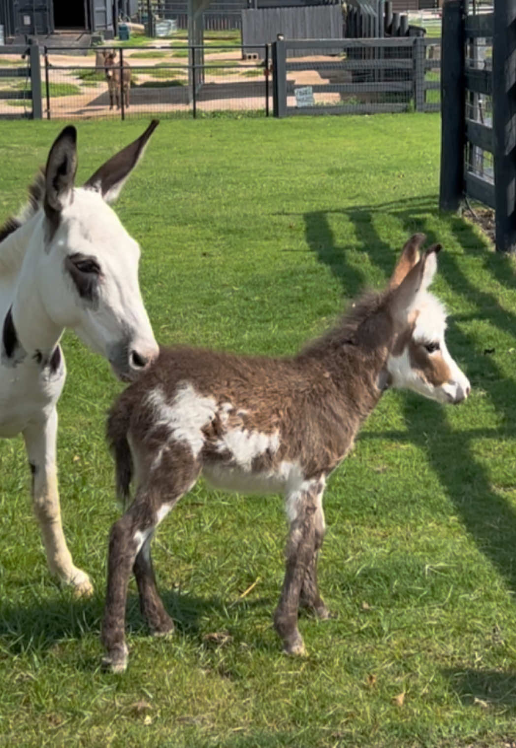 @Cypress Farm Donkeys