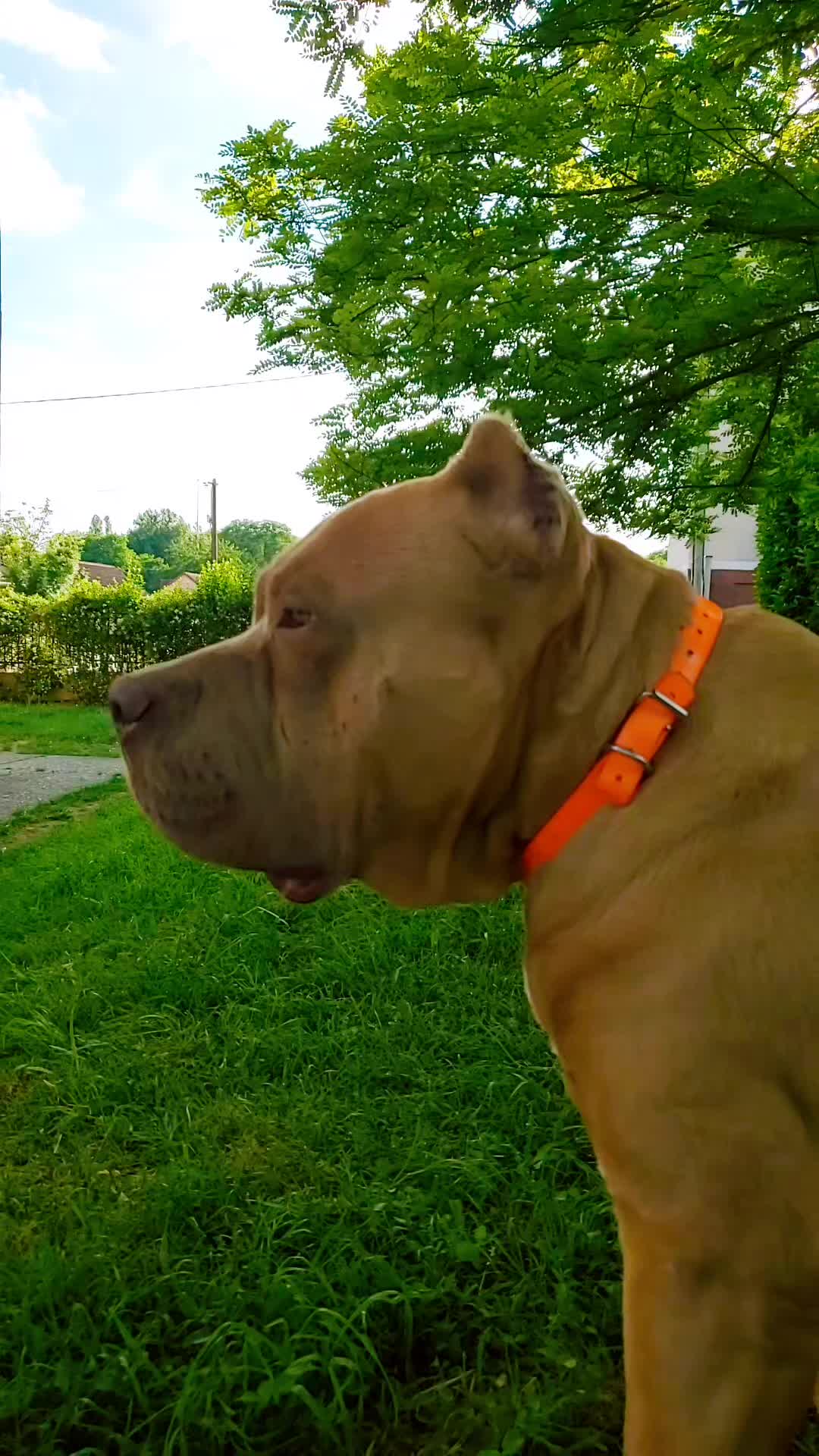 @AKATSUKI BULLY KENNEL 🇭🇹🇫🇷