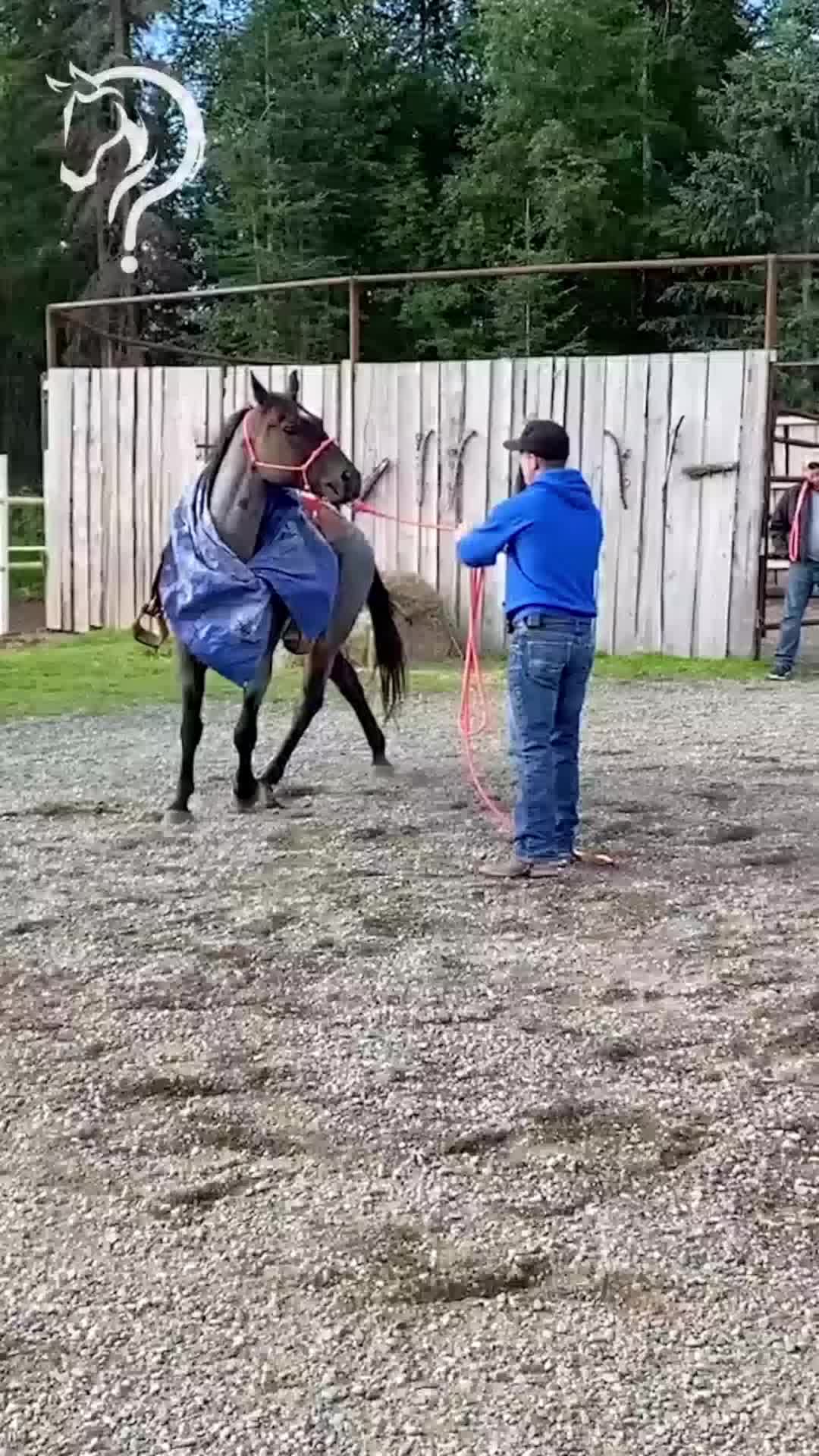 @Horse Help