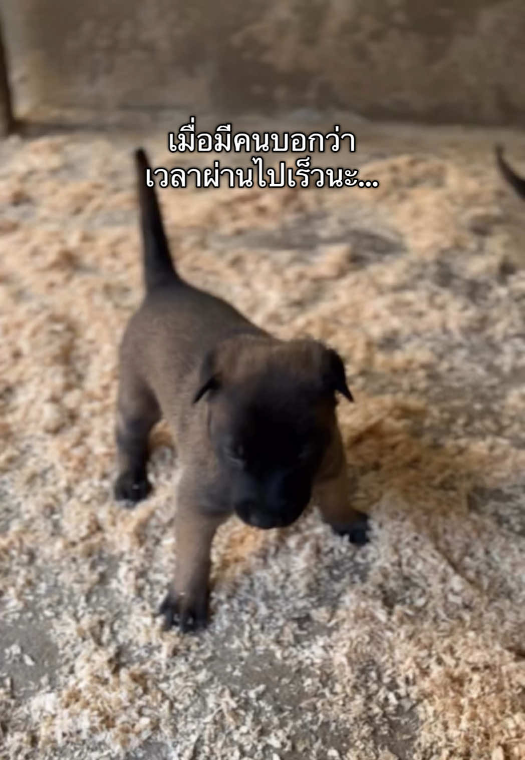 @พี่เรนเจอร์กับน้องเรนจี้