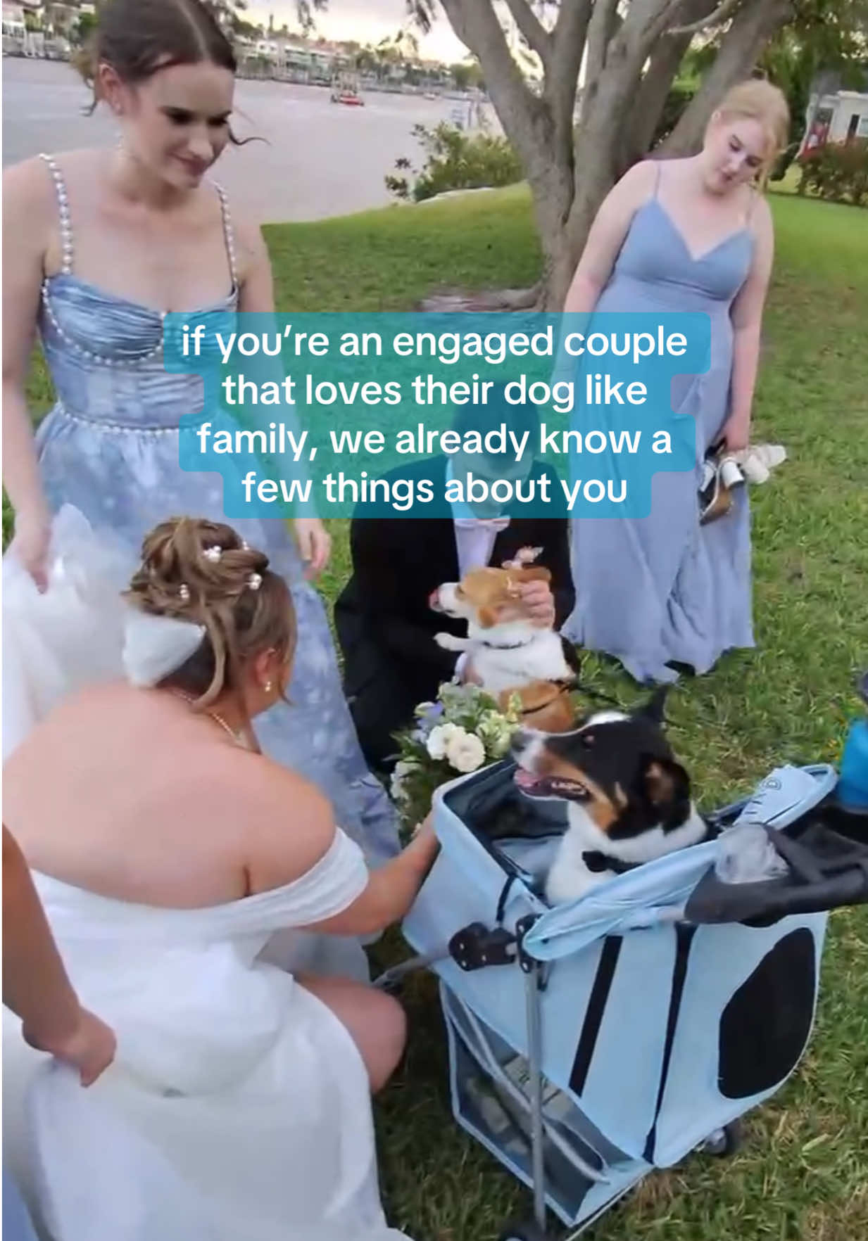 @FairyTail Pet Care
