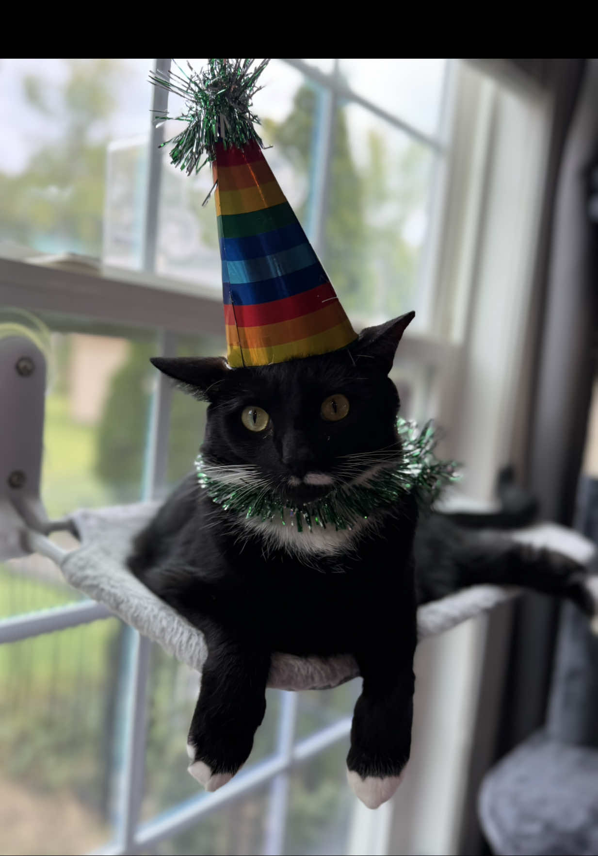@RoxySnowballCatDrama
