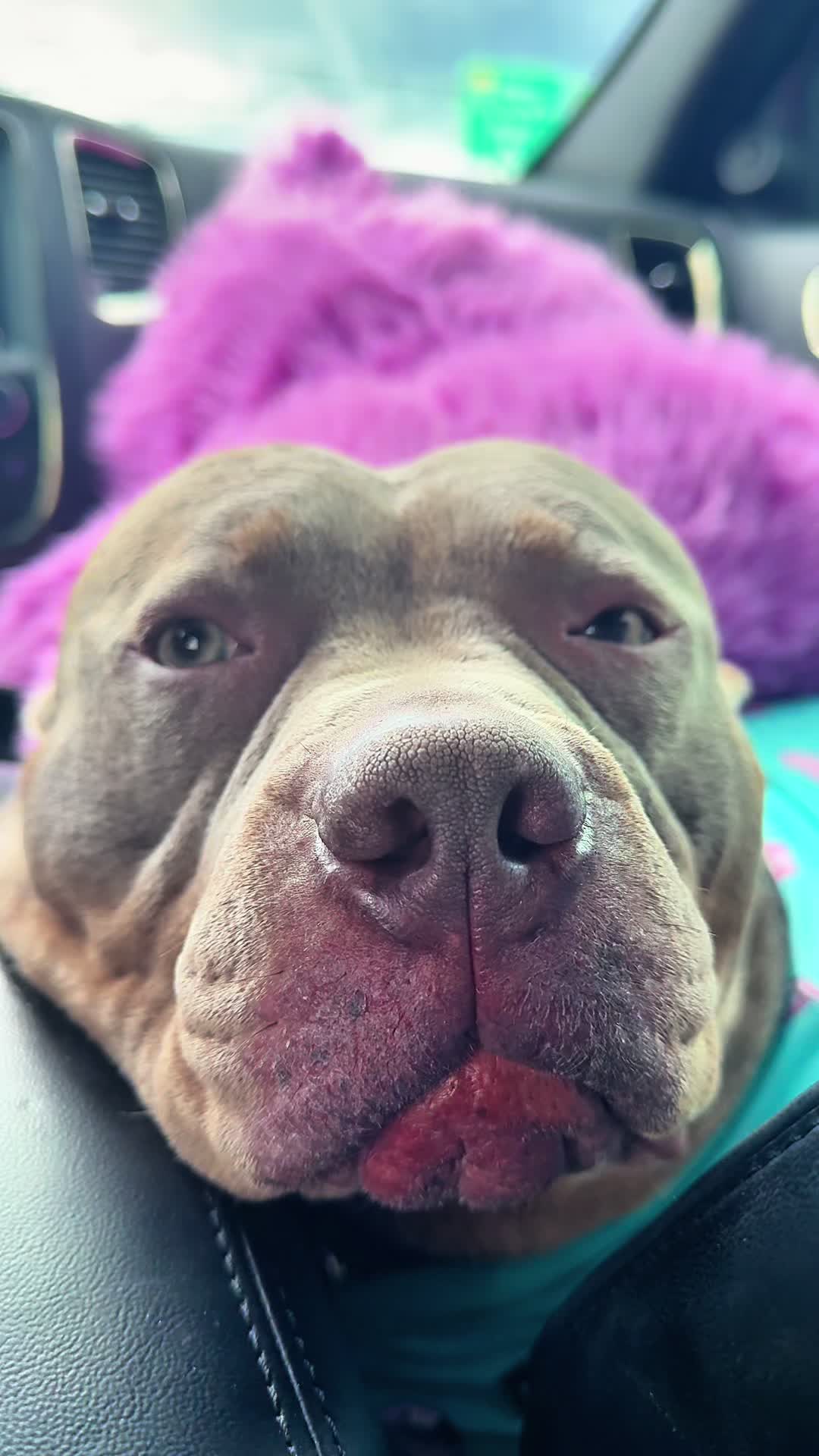 @Bark&rsquo;n & Park&rsquo;n