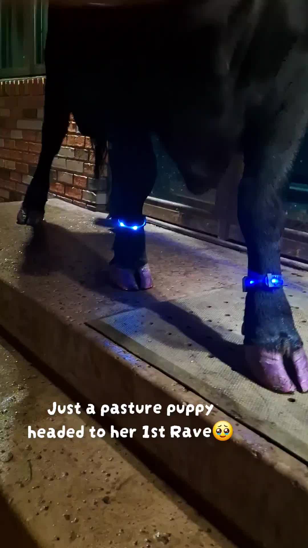 @Dakotafunnyfarm