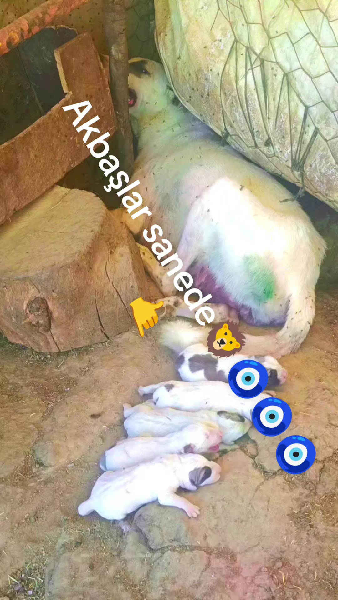 @Y&ouml;r&uuml;koğlu Yaşar 20