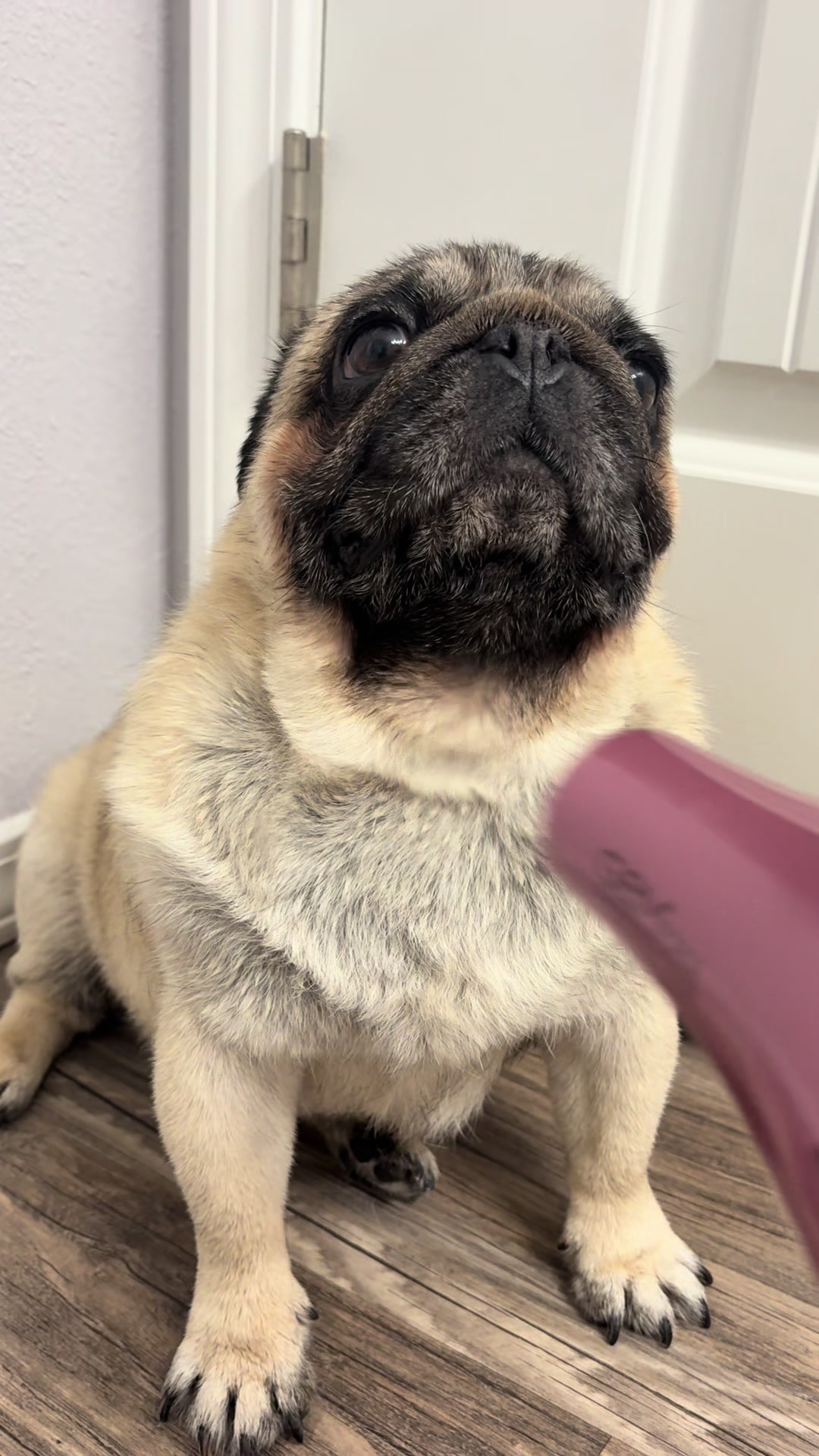@Rocki the Pug 🐶