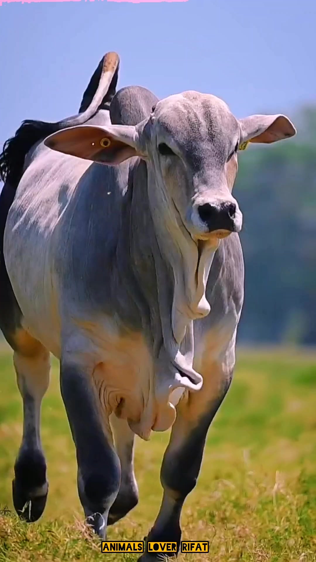 @Animals Lover Rifat