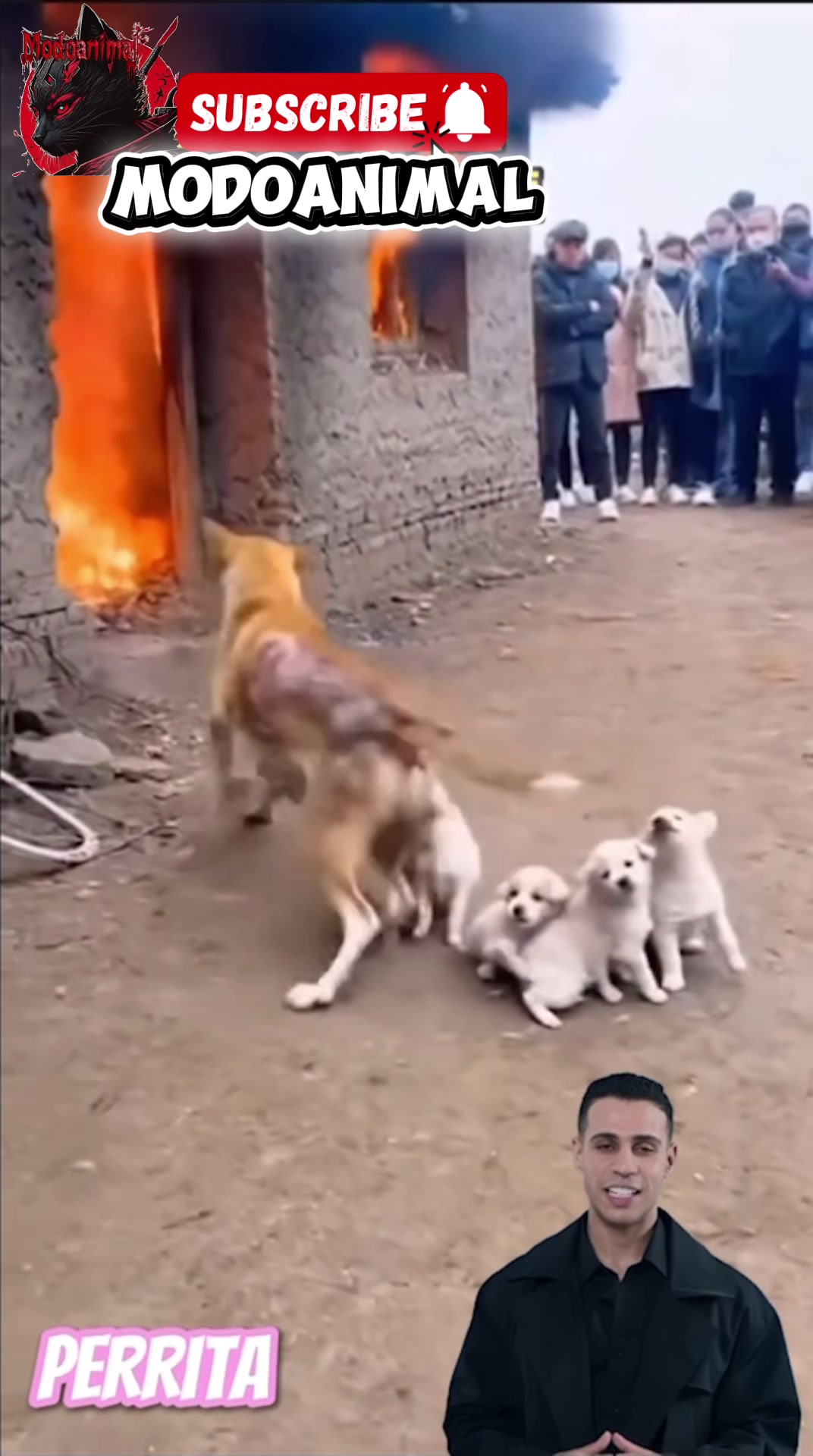@Modoanimal