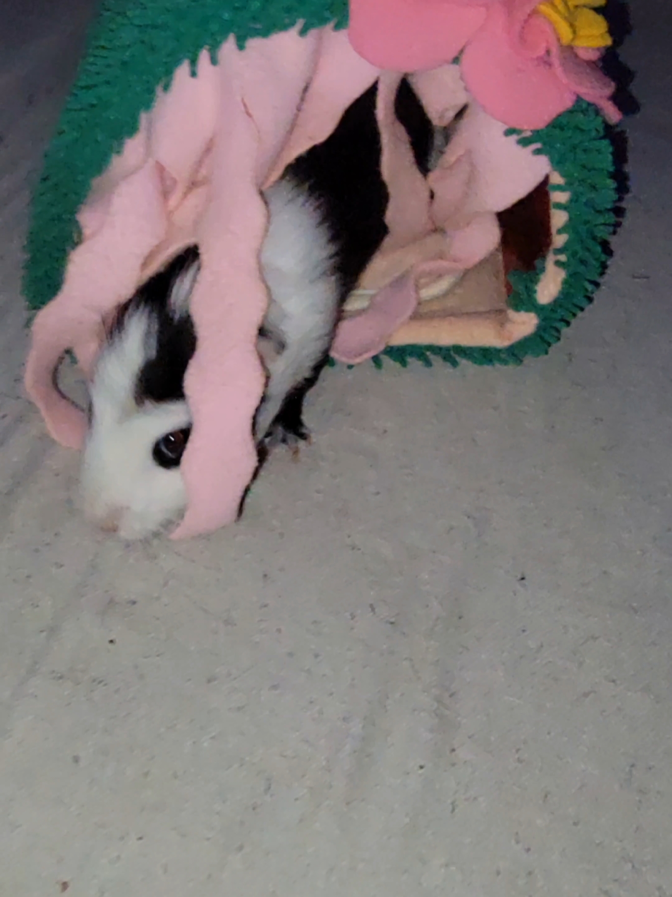 @Dunkin & Donut the guinea pigs