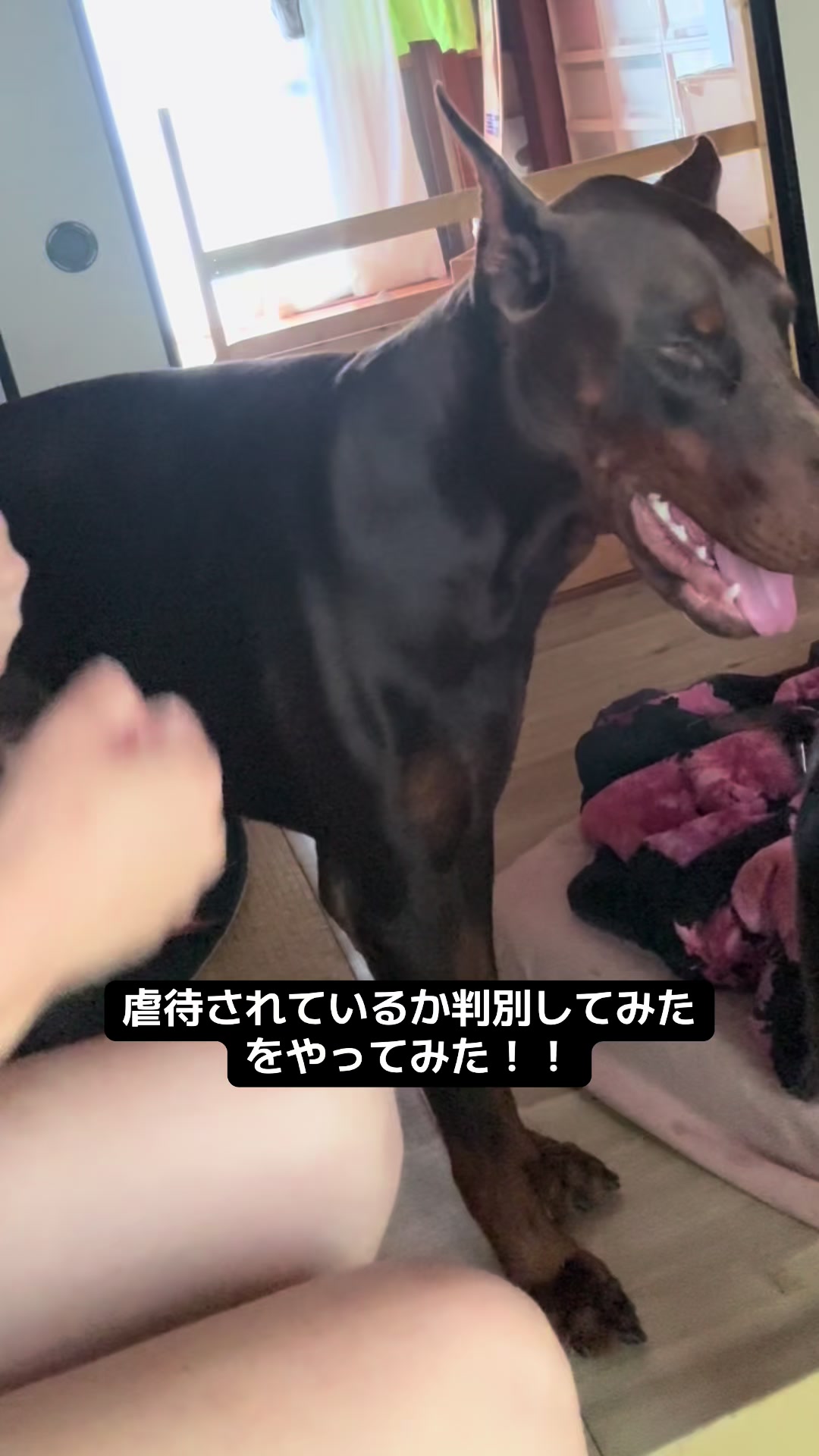 @🐣DOBERMAN🩷DORUMA