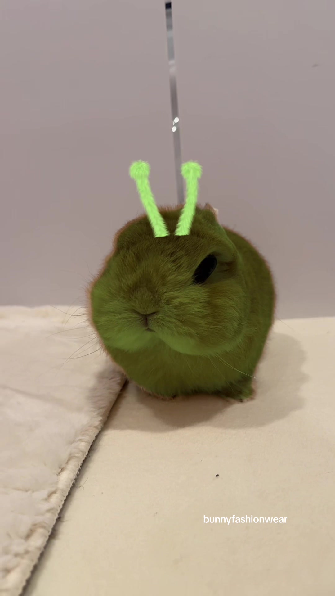 @Eggie